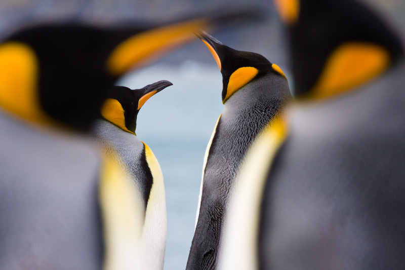 King Penguins